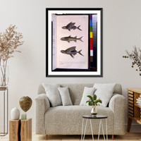 Three flyingfish.P. Oudart del. ; lith de C. Motte, Vintage Wall Art
