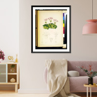 Historic Framed Print, [Douglasia laevigata].M.S. del., C. Fitch, lith. ; Vincent Brooks Day & Son imp.,  17-7/8" x 21-7/8"