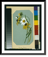 Historic Framed Print, Ox-eye daisy & black-eyed susan - 2,  17-7/8" x 21-7/8"