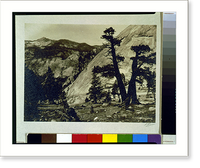 Sierra junipers, Upper Merced Basin, Yosemite Valley - 2, Antique Wall Art