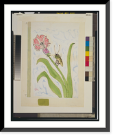 An insect climbing the stem of a flower.Steig, Historic Print