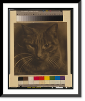Historic Framed Print, Study of a cat,  17-7/8" x 21-7/8"