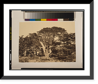 The largest of the cedars, Mount Lebanon.Frith, Vintage Poster