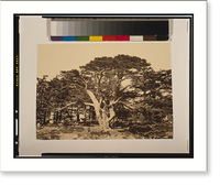The largest of the cedars, Mount Lebanon.Frith, Vintage Poster