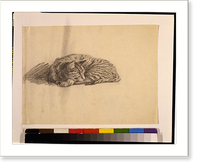 Historic Framed Print, [Cat, curled up],  17-7/8" x 21-7/8"