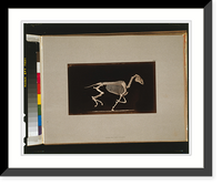 Historic Framed Print, Skeleton of horse. Running. Leaving the ground,  17-7/8" x 21-7/8"