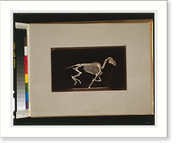 Historic Framed Print, Skeleton of horse. Running. Leaving the ground,  17-7/8" x 21-7/8"