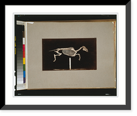 Historic Framed Print, Skeleton of horse. Leaping. Leaving the ground - 2,  17-7/8" x 21-7/8"