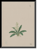 Historic Framed Print, [Japanese drawing] - 59,  17-7/8" x 21-7/8"