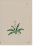 Historic Framed Print, [Japanese drawing] - 59,  17-7/8" x 21-7/8"