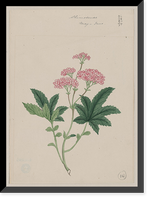 Historic Framed Print, [Japanese drawing] - 62,  17-7/8" x 21-7/8"