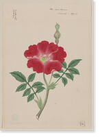 Japanese drawing - 65, Vintage Print