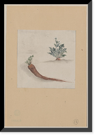 Historic Framed Print, [Japanese drawing] - 243,  17-7/8" x 21-7/8"