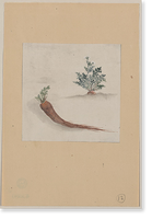 Historic Framed Print, [Japanese drawing] - 243,  17-7/8" x 21-7/8"