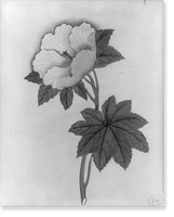 Historic Framed Print, [Japanese drawing] - 249,  17-7/8" x 21-7/8"