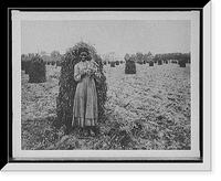 Historic Framed Print, [Polly in the peanut patch],  17-7/8" x 21-7/8"