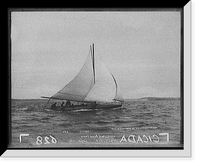 Historic Framed Print, Cicada - 2,  17-7/8" x 21-7/8"