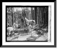 Historic Framed Print, Zoo: llama,  17-7/8" x 21-7/8"