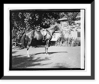 Quidron, General Pershing's horse - 2, Antique Wall Art