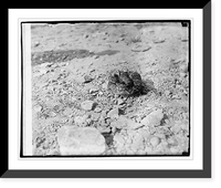 Historic Framed Print, Rattlesnake - 2,  17-7/8" x 21-7/8"