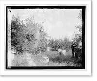 Historic Framed Print, Herald Staunton Tour, picking apples,  17-7/8" x 21-7/8"