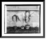 Sensitive plant, botanical garden, Antique Poster