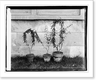 Sensitive plant, botanical garden, Antique Poster