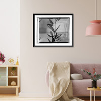 Sensitive plant, botanical garden - 2 Classic, Antique Poster