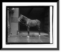 Historic Framed Print, Lady" Mrs. Harding's horse,  11/30/21",  17-7/8" x 21-7/8"