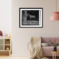 Historic Framed Print, Lady" Mrs. Harding's horse,  11/30/21",  17-7/8" x 21-7/8"
