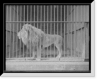 Historic Framed Print, Brutus in the zoo,  17-7/8" x 21-7/8"