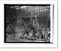 Historic Framed Print, Tiger cubs,  17-7/8" x 21-7/8"