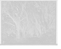 Historic Framed Print, Hermitage, Oak Avenue vista, Savannah, Ga., The,  17-7/8" x 21-7/8"