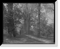 Historic Framed Print, Old tree in Bartram's Park [Bartram's Gardens], Philadelphia, Pa.,  17-7/8" x 21-7/8"