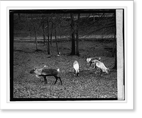 Reindeer, 1/11/24, Antique Wall Art
