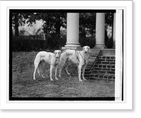 Historic Framed Print, Mrs. Robt. Watson's dogs, 1/26/24,  17-7/8" x 21-7/8"