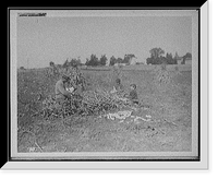 Historic Framed Print, Husking corn,  17-7/8" x 21-7/8"