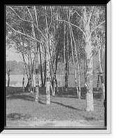 Historic Framed Print, A Glimpse of the lake, Como Park, St. Paul, Minn.,  17-7/8" x 21-7/8"