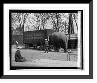 Nellie" pet of Johnny J. Jones Circus, 4/22/25", Antique Wall Art