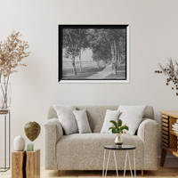 Historic Framed Print, Birches at Weque-Ton-Sing, Mich.,  17-7/8" x 21-7/8"