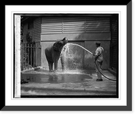 Historic Framed Print, Elephant at zoo, 7/28/26,  17-7/8" x 21-7/8"