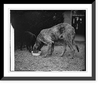 Pat, Irish Wolfhound, 4/11/29, Vintage Print