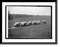 Historic Framed Print, Sheep feeding,  17-7/8" x 21-7/8"