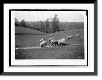 Historic Framed Print, Sheep feeding - 2,  17-7/8" x 21-7/8"