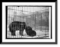 Historic Framed Print, Bear zoo,  17-7/8" x 21-7/8"