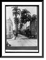 Palm Ave. Para, Brazil, Antique Wall Art