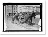 Historic Framed Print, Italy, Rome. Drivers sleeping in their carts,  17-7/8" x 21-7/8"