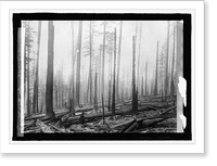 Oregon National Forest. Effect of fire on an old b, Antique Print