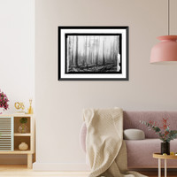 Oregon National Forest. Effect of fire on an old b, Antique Print