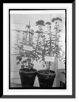 Historic Framed Print, Chrysanthemum show, [10/30/23] - 2,  17-7/8" x 21-7/8"